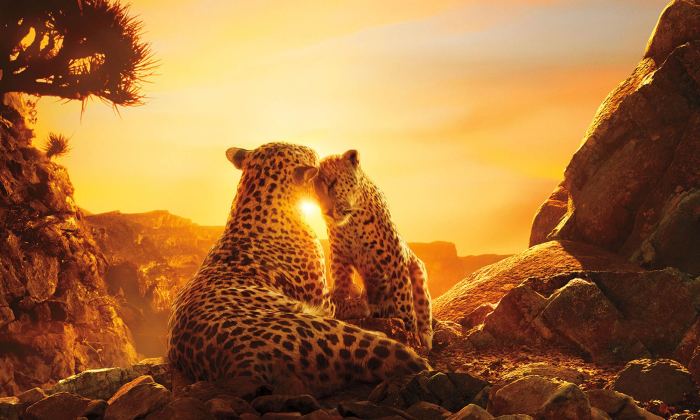 Film dokumenter terbaru tentang alam untuk ditonton saat tahun baru 2025