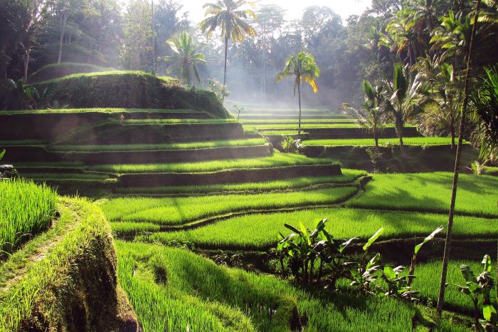 Hotel murah di Bali dekat Tegallalang Rice Terraces untuk tahun baru 2025