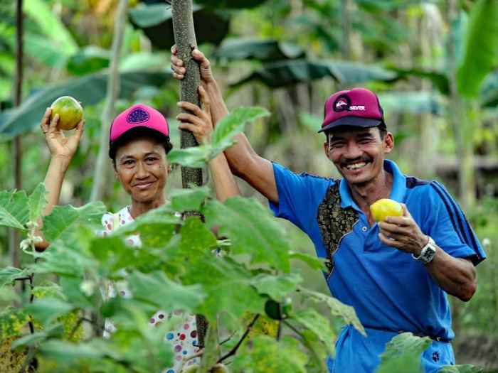 Apakah ada program reforestasi berhasil di Indonesia tahun 2025?