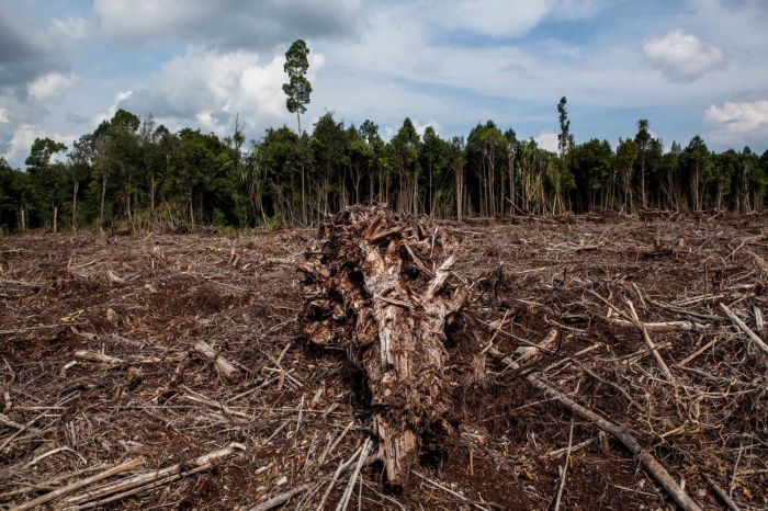 Apakah deforestasi masih menjadi masalah di Indonesia pada tahun 2025?