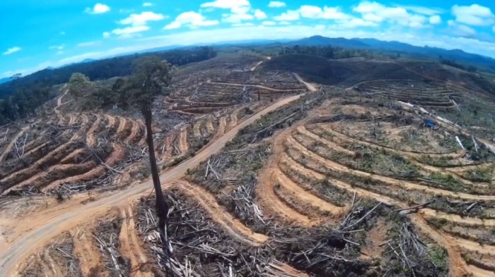 Deforestasi di Indonesia Masalah di 2025?