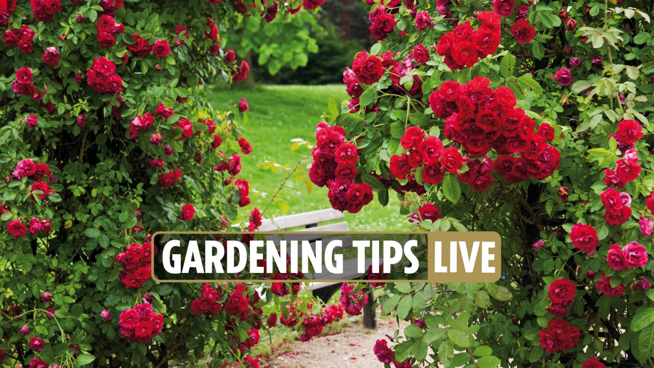 Tips Berkebun Di Tahun Baru 2025