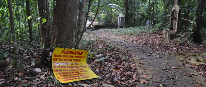 Bagaimana Pengelolaan Hutan di Indonesia pada Tahun 2025?