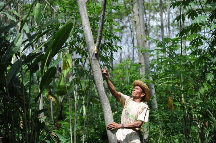 Bagaimana pengelolaan hutan di Indonesia pada tahun 2025?