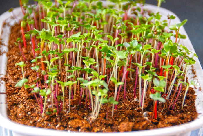 Tips Berkebun Di Tahun Baru 2025