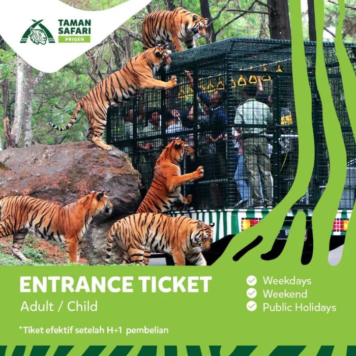 Paket liburan keluarga tahun baru 2025 ke Taman Safari dengan melihat hewan