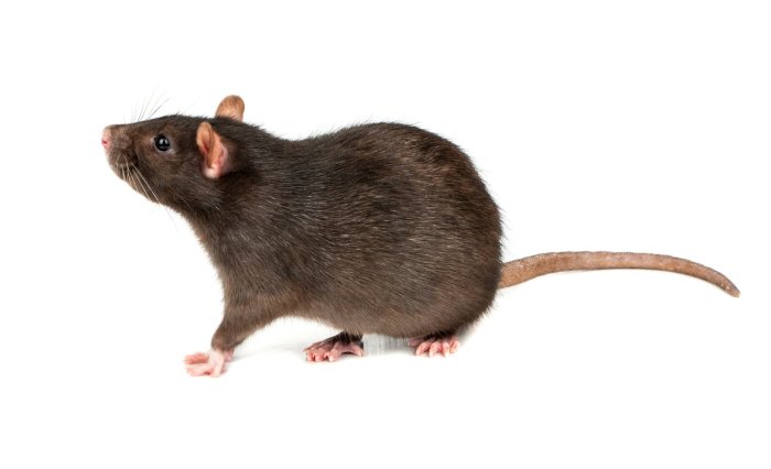 Disease rats rat human hong kong discovered case first humans transferred possible thought had been not world
