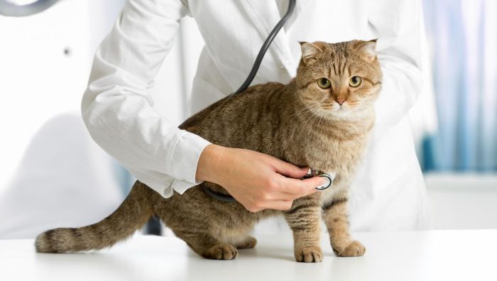 Materi apa saja yang paling sering keluar dalam tes CAT petugas haji?
