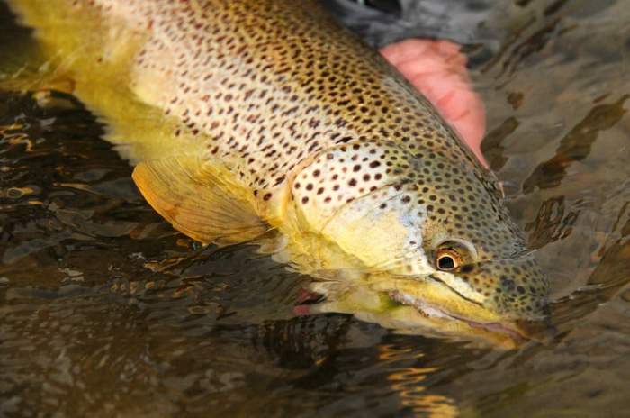 Jadwal Mancing Januari 2025