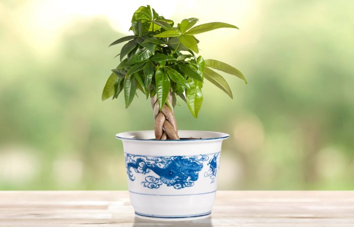 Tanaman apa yang baik untuk feng shui shio Kerbau di tahun 2025?