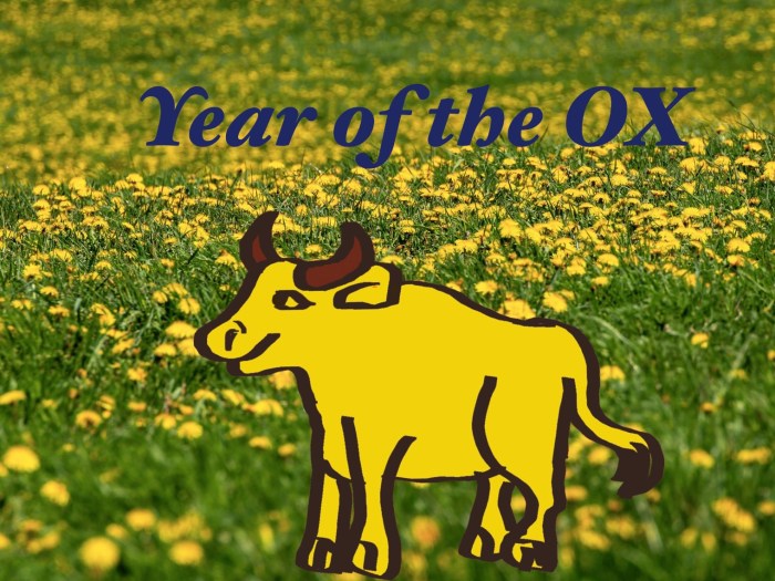 Ox mean does born during year