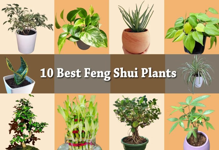Tanaman apa yang baik untuk feng shui shio Kerbau di tahun 2025?