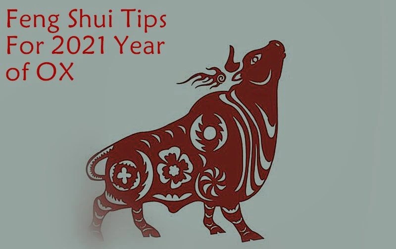 Bagaimana shio Kerbau bisa memanfaatkan feng shui untuk meningkatkan kesehatan di tahun 2025?