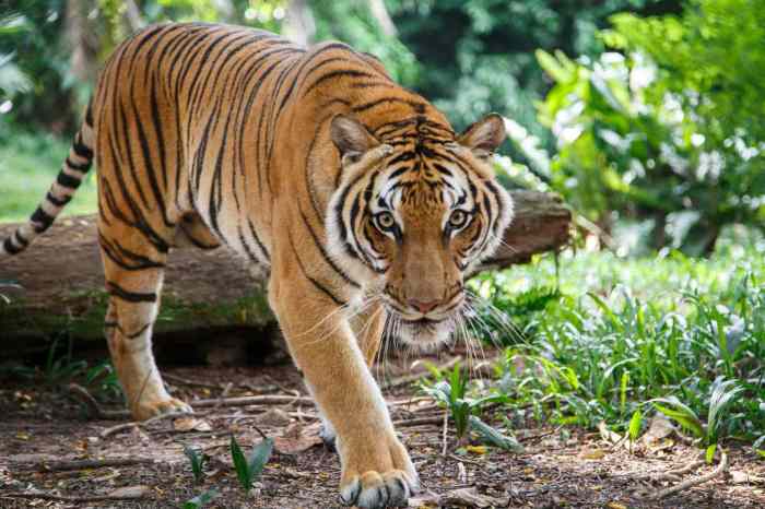 Cara shio Macan mengelola keuangan