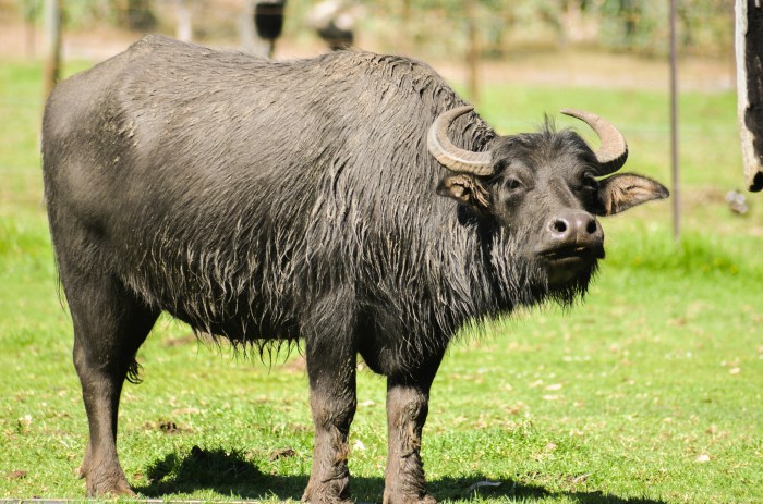 Rewilding lanka domesticated rhett