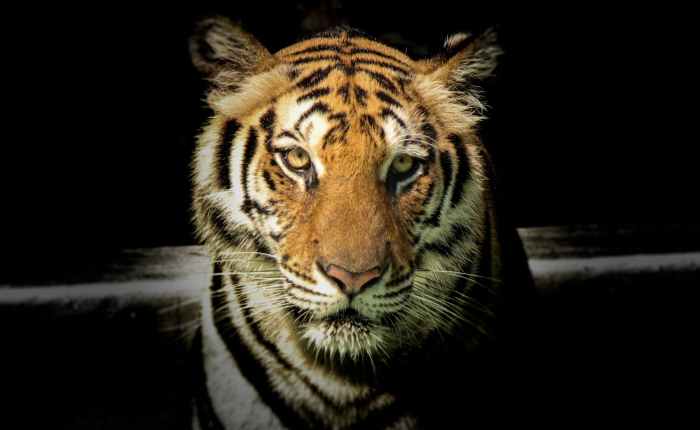 Tips sukses shio Macan di tahun 2025