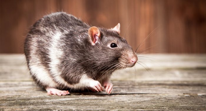 Rat rats mouse purdue mice rodents rodent house roof vs farm norway extension controlling pest facilities identifying around education know