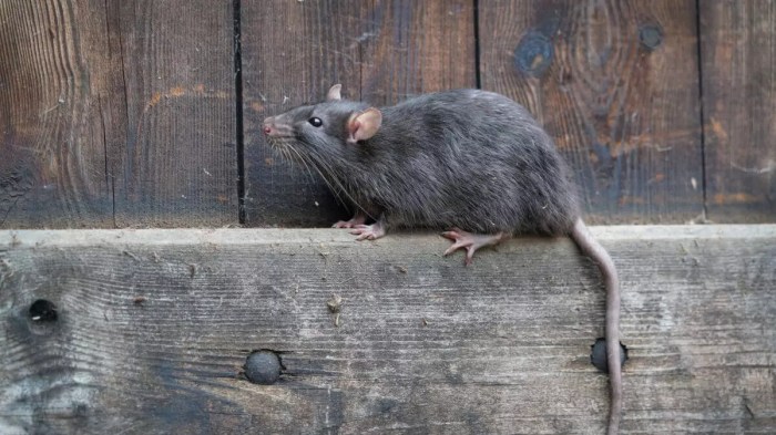 Rat zodiac 1996