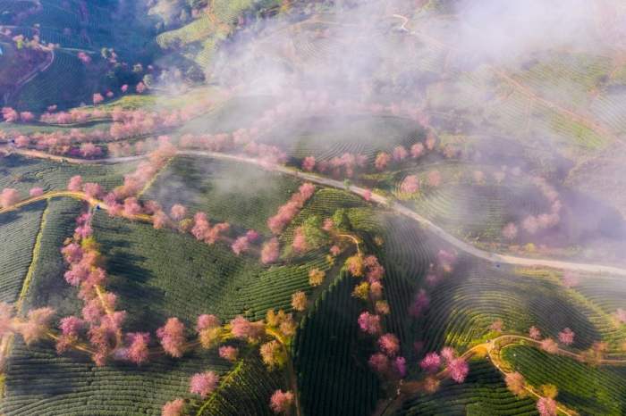 Suhu Di Sapa Vietnam Januari 2025