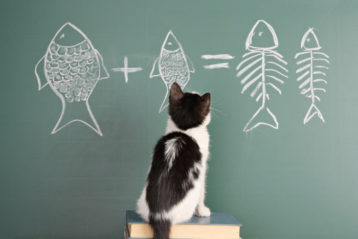 Aplikasi Cat 2025