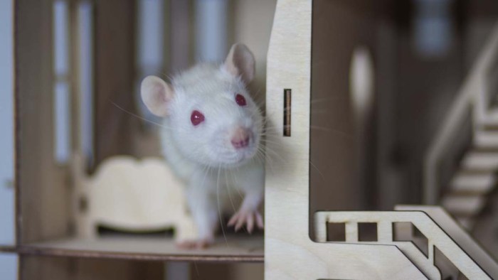 Bidang pekerjaan apa yang cocok untuk shio Tikus di tahun 2025?