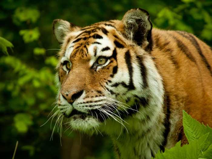 Shio Macan dan spiritualitas