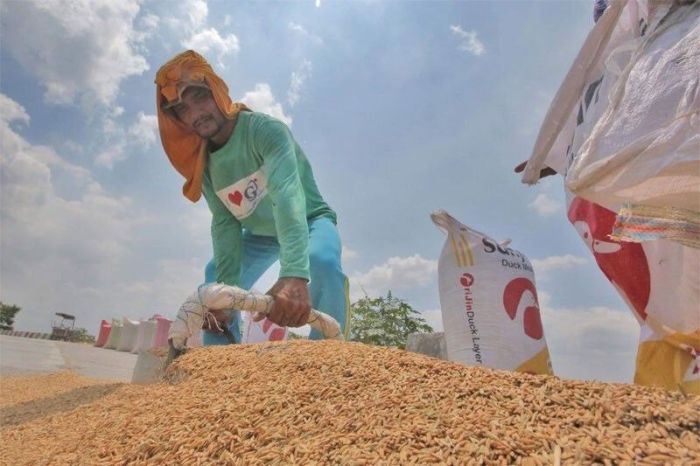 Beras Bantuan 2025 Kapan Cair