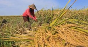 Info Bantuan Beras 2025