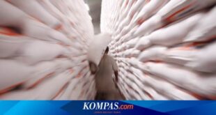 Bantuan Beras Bulog 10 Kg 2025