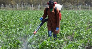 Bantuan Benih Jagung 2025