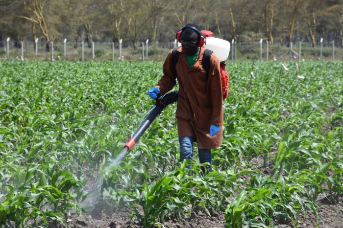 Bantuan Benih Jagung 2025