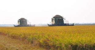 Bantuan Beras Tahun 2025