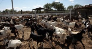Bantuan Ternakan Kambing 2025