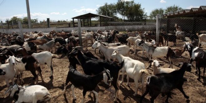 Bantuan Ternakan Kambing 2025