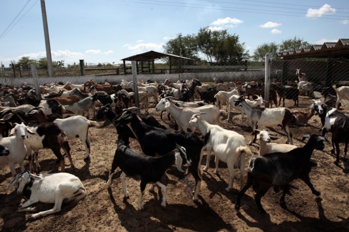 Bantuan Ternakan Kambing 2025