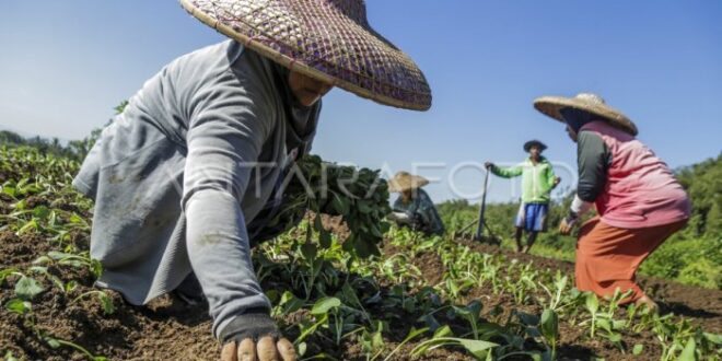 Bantuan Beras Januari 2025 Kapan Cair