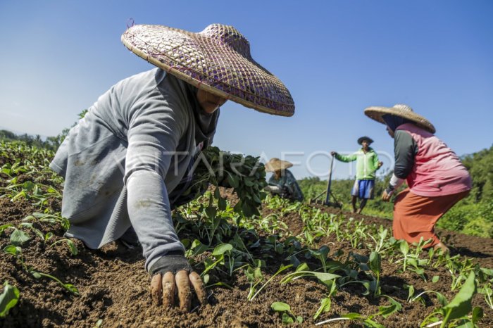 Bantuan Beras Januari 2025 Kapan Cair