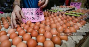 Bantuan Ayam Dan Telur 2025