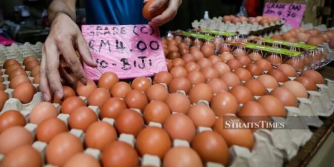 Bantuan Ayam Dan Telur 2025