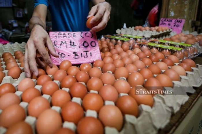 Bantuan Ayam Dan Telur 2025