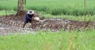 Kapan Bantuan El Nino Cair Lagi 2025
