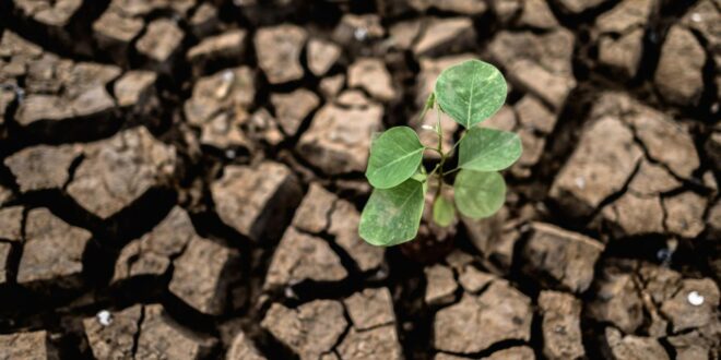 Apakah Ada Bantuan El Nino 2025