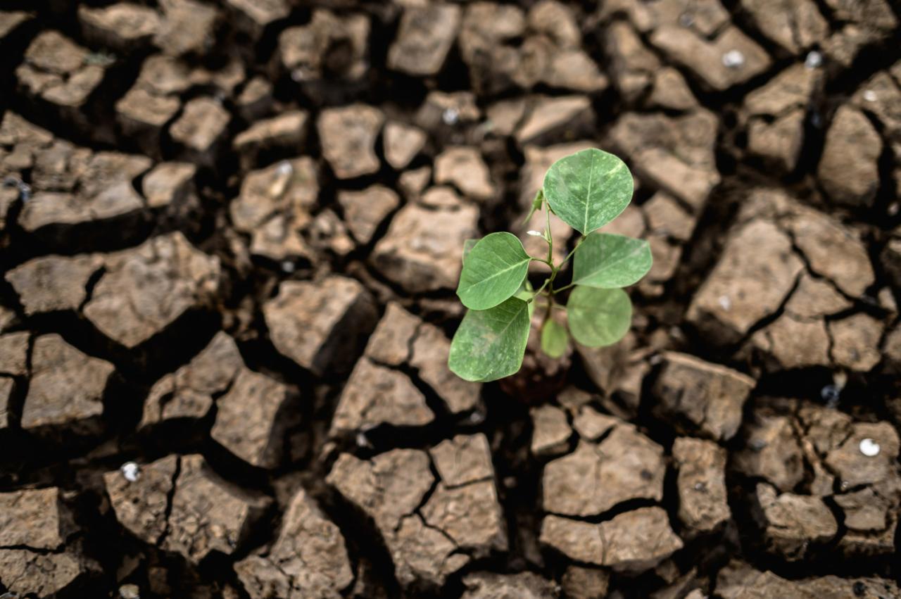 Apakah Ada Bantuan El Nino 2025