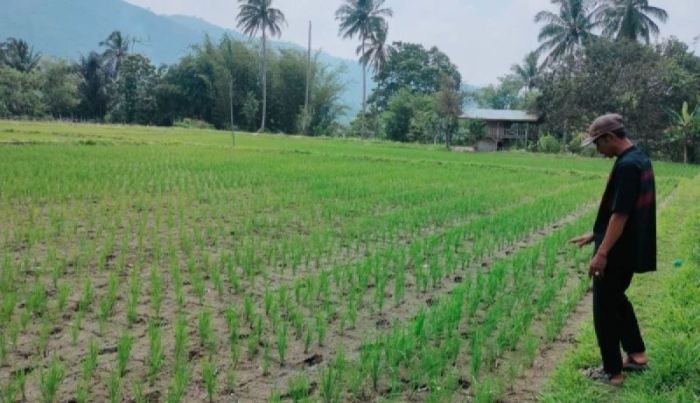 Cara Cek Bantuan El Nino 2025