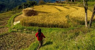 Penyaluran Cadangan Beras Pemerintah Untuk Bantuan Pangan 2025