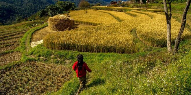 Penyaluran Cadangan Beras Pemerintah Untuk Bantuan Pangan 2025