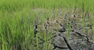Cara Mengecek Bantuan El Nino 2025 Lewat Hp