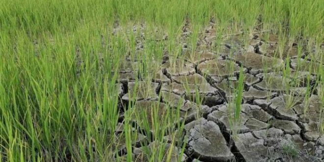 Cara Mengecek Bantuan El Nino 2025 Lewat Hp