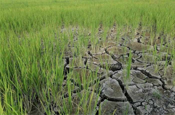 Cara Mengecek Bantuan El Nino 2025 Lewat Hp