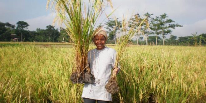 Bantuan Beras Pangan 2025